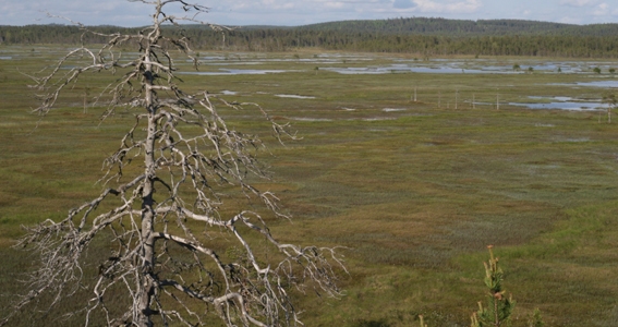 The Hiker's Guide to Finland. Hiking in Finland. Crossing a bog.